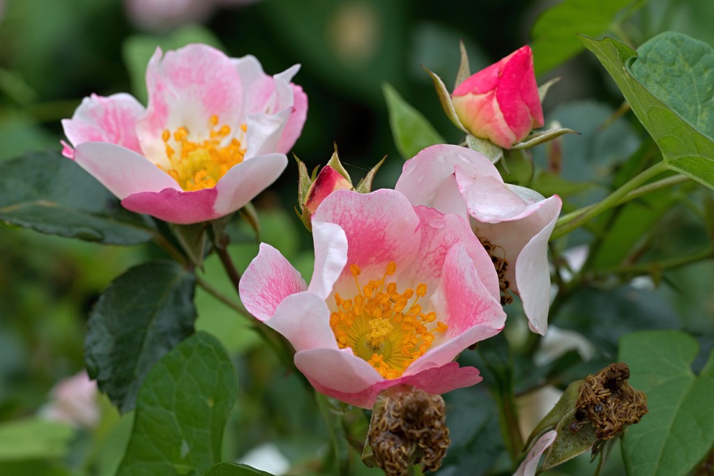 rozen roos rosa hdr natuur bloem bloemen cultivars cultivar rosaceae tuin rozentuin valentijn liefde